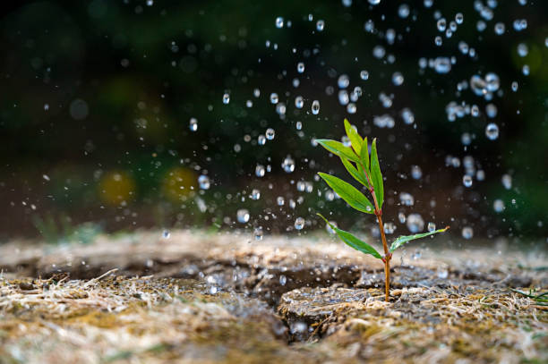 istock Climate change abstract enviroment concept. Rain drops falling over green small growing new plant on cracked soil. Selective focus. 1415130438