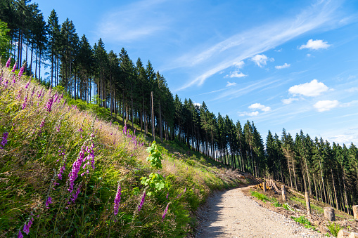 Landscape at Schomberg in Sauerland. Nature with forests and hiking trails near Sundern on the Lennegebirge.