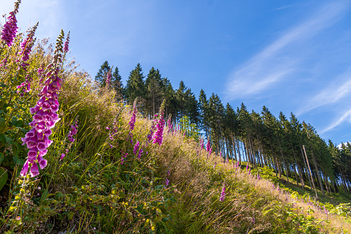 Landscape at Schomberg in Sauerland. Nature with forests and hiking trails near Sundern on the Lennegebirge.