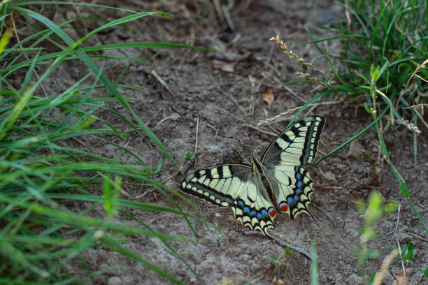 이것은 Papilio machaon 나비입니다. 스톡 사진