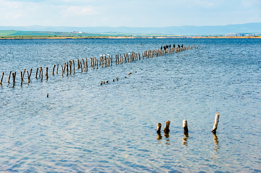 Cormorants and seagulls on wooden poles in Pomorie lake. Bulgaria, Europe.