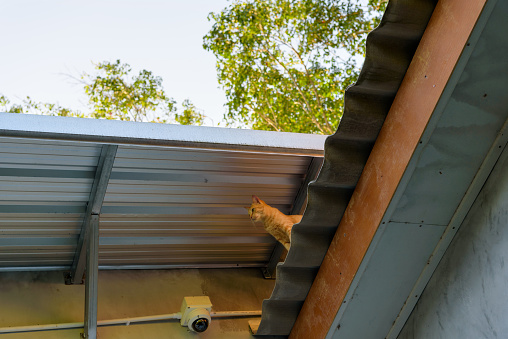 Ginger cat on the roof looking around  near CCTV