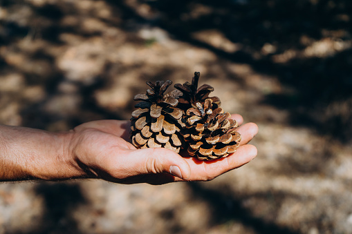 A man holds two brown Christmas cones. Hand holds several pine cones in a summer coniferous forest. Dry brown pine cone on a background of tall coniferous trees.