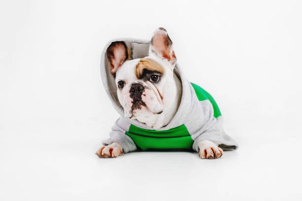 istock French Bulldog. Dog isolated on white background 1415134596