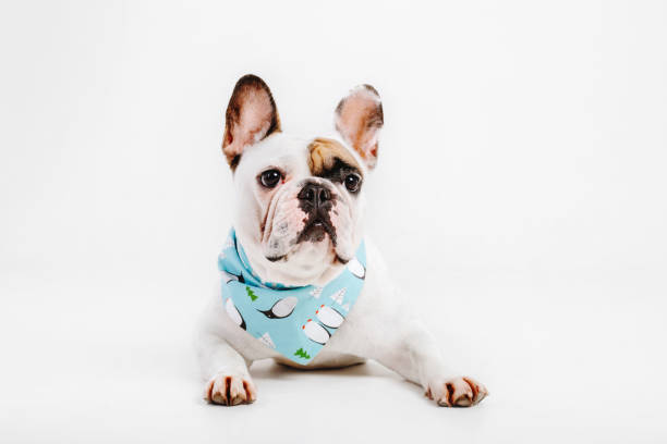 istock French Bulldog. Dog isolated on white background 1415134609