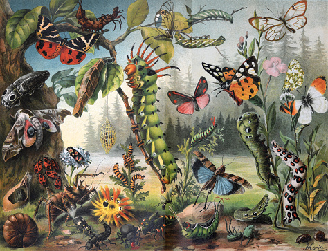 Big vintageTropical and exotic insect poster. like caterpillar butterfly ant etc little insects in nature. Vintage flowers pattern. plant vintage. floral. landscape botanical jungle. beauty in nature poster.
