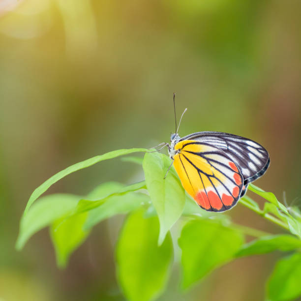 istock Beautiful butterfly on green Leaves 1415137979