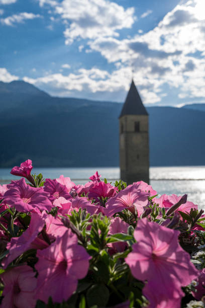 Graun im Vinschgau/Curon Venosta, Trentino-Alto Adige/Südtirol, Italy - July 19, 2022: Close-up of pink colored flowering plants against the church tower in the Lake Reschen (de. Reschensee/it. Lago di Resia). It is an artificial lake in the western part of South Tyrol, located approximately 2 km south of the Reschen Pass.