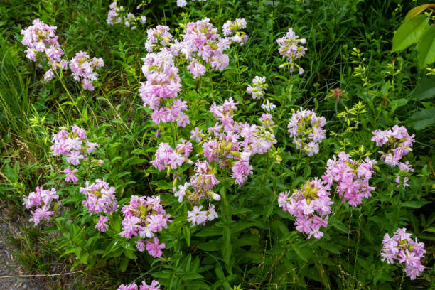 Saponaria officinalis white flowers in summer garden. Common soapwort, bouncing-bet, crow soap, wild sweet William plant Saponaria officinalis white flowers in summer garden. Common soapwort, bouncing-bet, crow soap, wild sweet William plant. common soapwort saponaria officinalis stock pictures, royalty-free photos & images