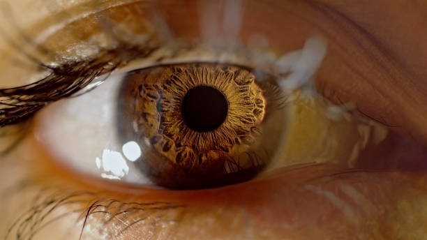 istock Brown eye of woman 1415144191