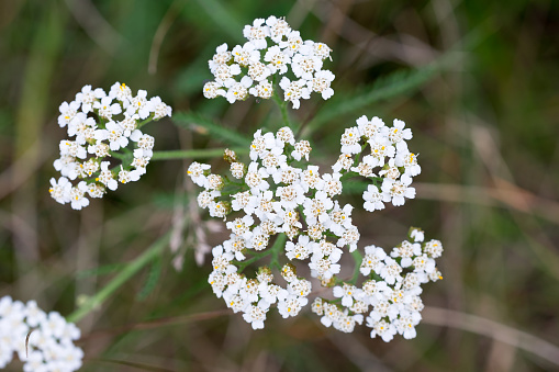 Candytuft flowers