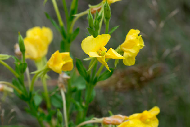 istock Oenothera biennis, common evening-primrose flowers closeup selective focus 1415147102