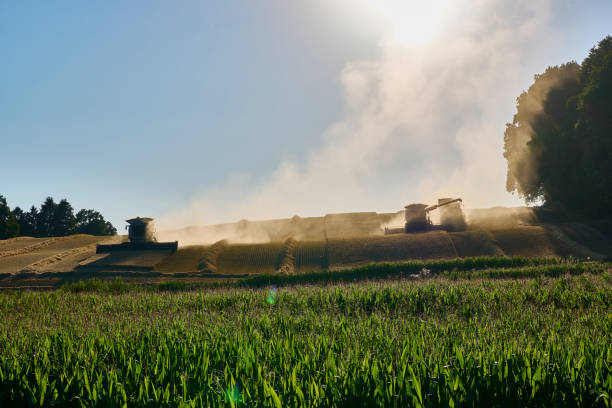Harvesting barley crop field. Front view