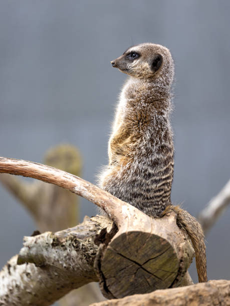istock A meerkat standing up on a tree branch keeping watch over his underground burrow 1415148278