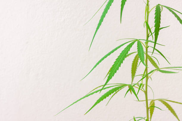 istock Fresh green cannabis leaves on tree with cement wall background, Medical marijuana. 1415149879
