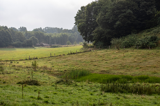 View on lush green meadow with trees used as floodplain for river rhine in summer with sky clouds