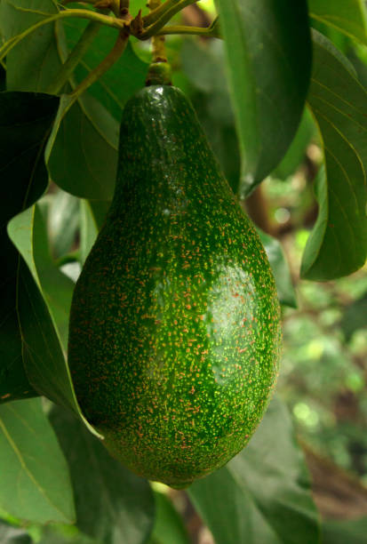 An avocados hanging on a branch with green Leaves. An avocado with leaf and Professional food photography for heathy fruits concept.