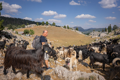 Mature hiker follows a herd of goats migrating from the mountains.