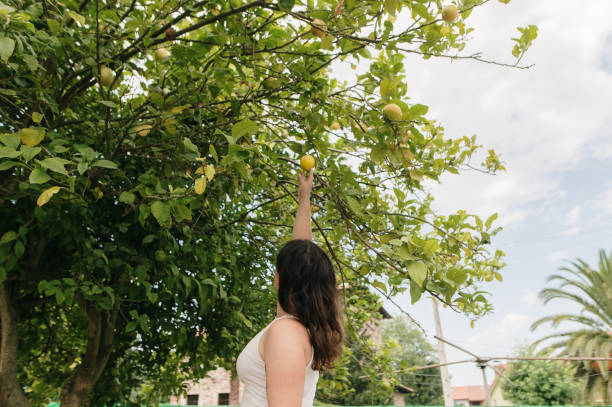 Young woman taking a lemon from a tree