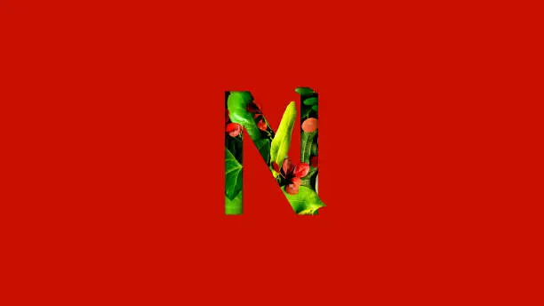 Letter N made of colorful tropical leaves. Leaf font concept. Unique collection of letters and numbers. Spring, summer and valentines creative idea. Tropical vibes.