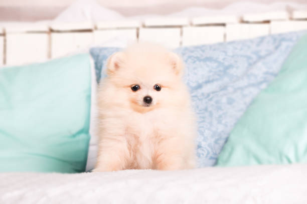 istock Pomeranian spitz dog at home 1415152917