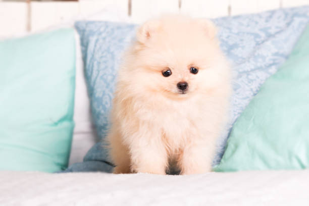 istock Pomeranian spitz dog at home 1415152925