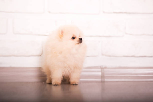 istock Pomeranian spitz dog at home 1415152988