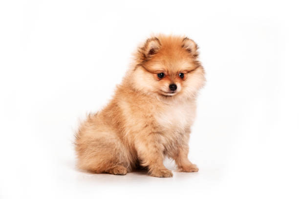 istock Pomeranian puppy isolated on white background 1415153021
