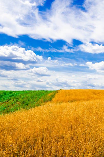 istock Field in small countryside 1415153617
