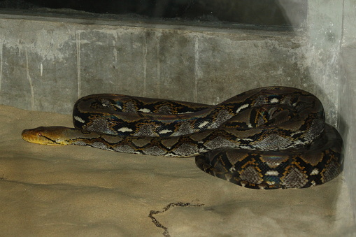 Python Hewan Python Burma Atau Python Bivittatus Foto Stok - Unduh Gambar Sekarang ...