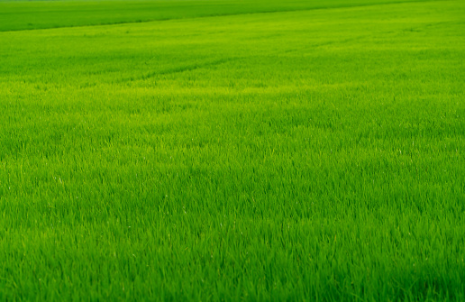 Rice plantation. Green rice paddy field. Organic rice farm. Rice growing agriculture. Green paddy field. Fullframe of green grass  in agriculture field. Farm land. Land plot. Asian staple food.