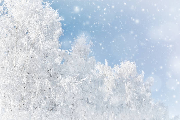 istock White birches are covered with frost and snow. 1415154827