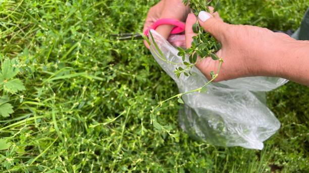 istock Women's hands cut off medicinal grass 1415154860