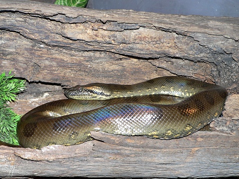Green Anaconda or Eunectes murinus are snake in south america