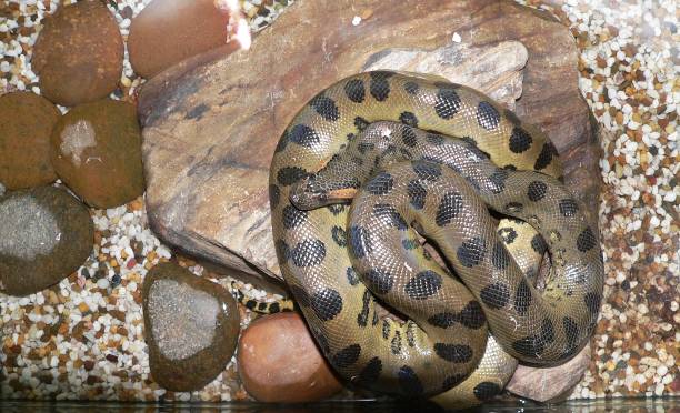 istock Green Anaconda or Eunectes murinus are snake in south america 1415155244