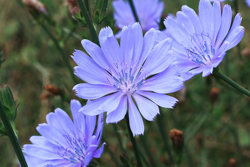 chicory flowers close up, summer meadow