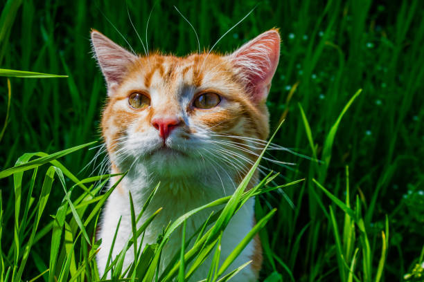 istock red cat in green grass, summer background with animal 1415156649