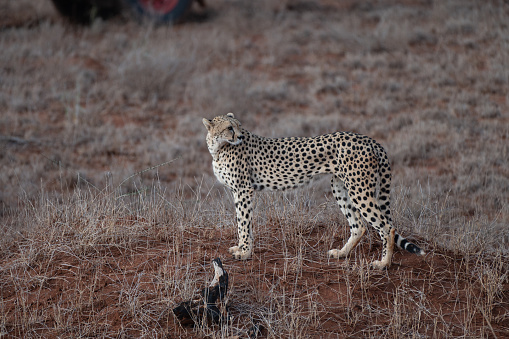 Cheetah Brothers on the Hunt in Tanzania Serengeti