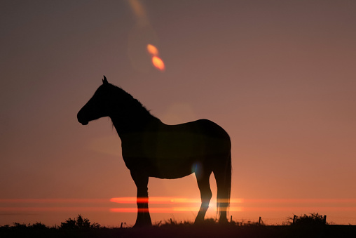 Silhouette of a young woman sitting on her horse after riding exercises in the stable during the sunset. Grain added.