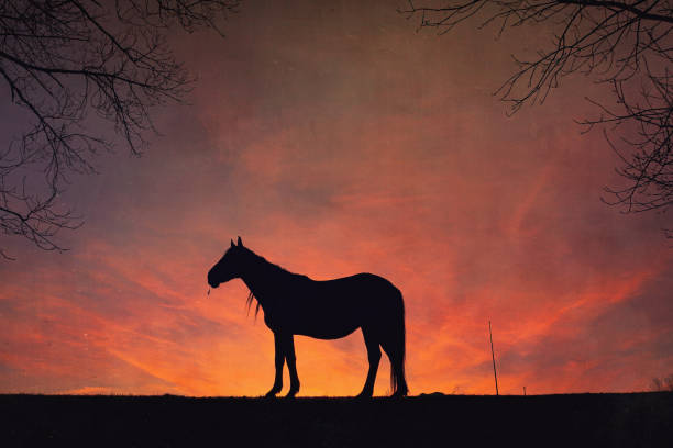 istock horse silhouette with a beautiful sunset background 1415158618
