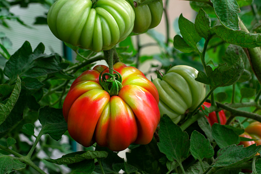 Heirloom ridged tomato ripening in the greenhouse