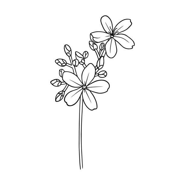 Spicy Jatropha Flower Stem With Blossoms In Line Art Beautiful