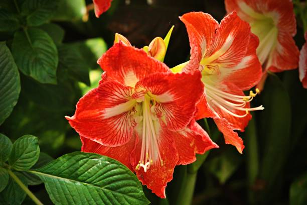 fiore - amaryllis foto e immagini stock