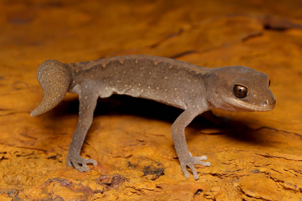 istock Stone or Wood Gecko 1415161575