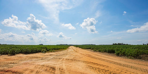 panorama dos campos de algodão da geórgia do sul - transgenic cotton - fotografias e filmes do acervo