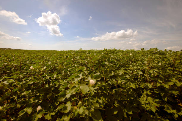 綿花畑の農業背景 - transgenic cotton ストックフォトと画像