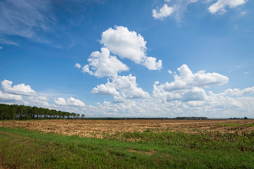 Panoramic view of a recently harvested corn field in south Georgia with blue sky and clouds and negative space.
