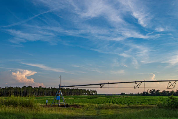 Beautiful agricultural landscape of a center pivot irrigation rig in a peanut (Arachis hypogaea) field at sunset in south Georgia, USA.