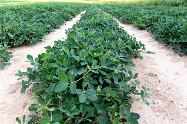 istock Agriculture background of rows of peanuts 1415163412
