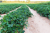 Rows of peanuts growing in Georgia